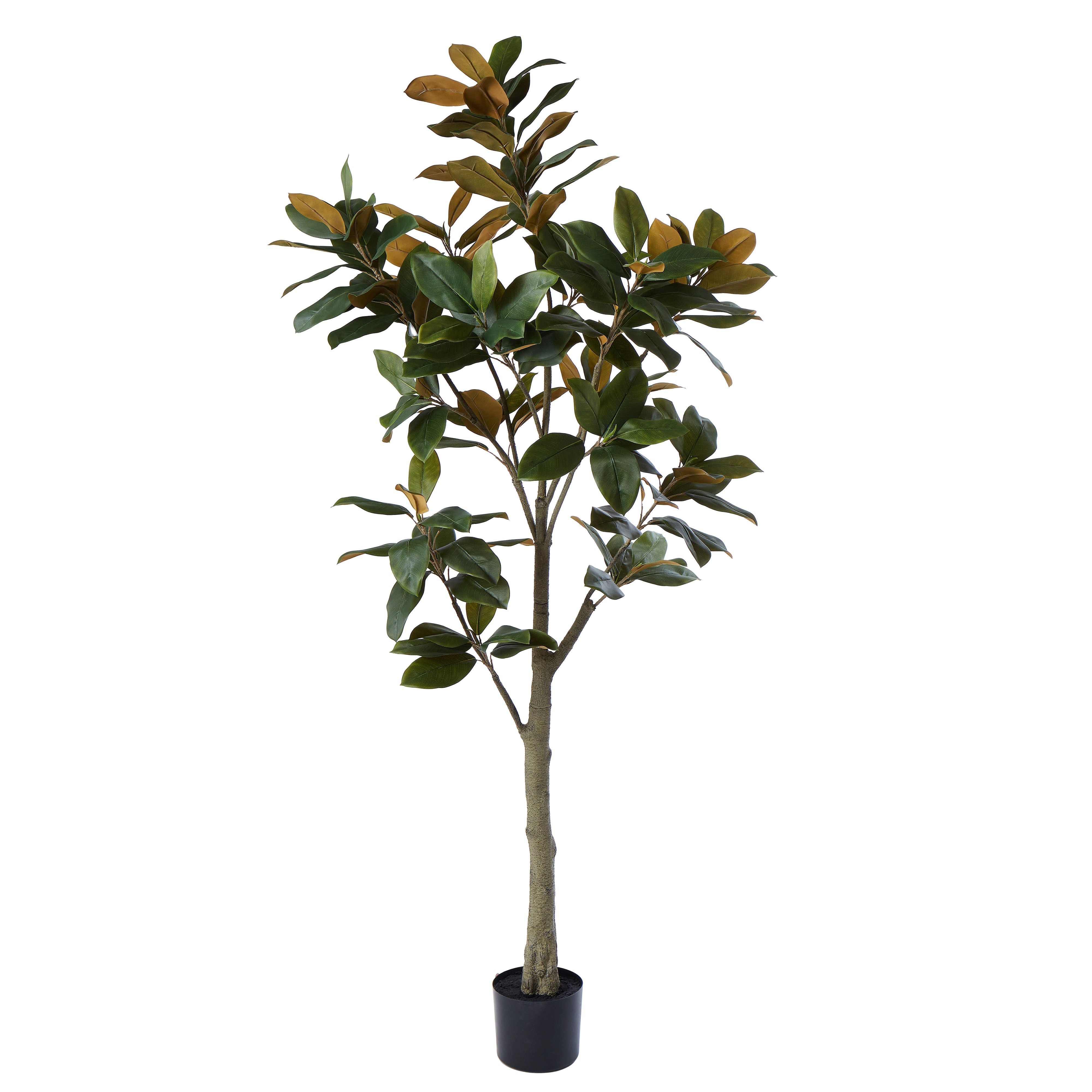 Magnolia Tree 183cm x 56cm